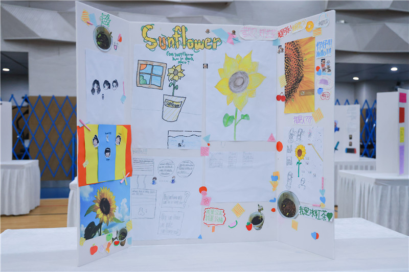 G2-Sunflower Can It Grow in Light or Dark.jpg